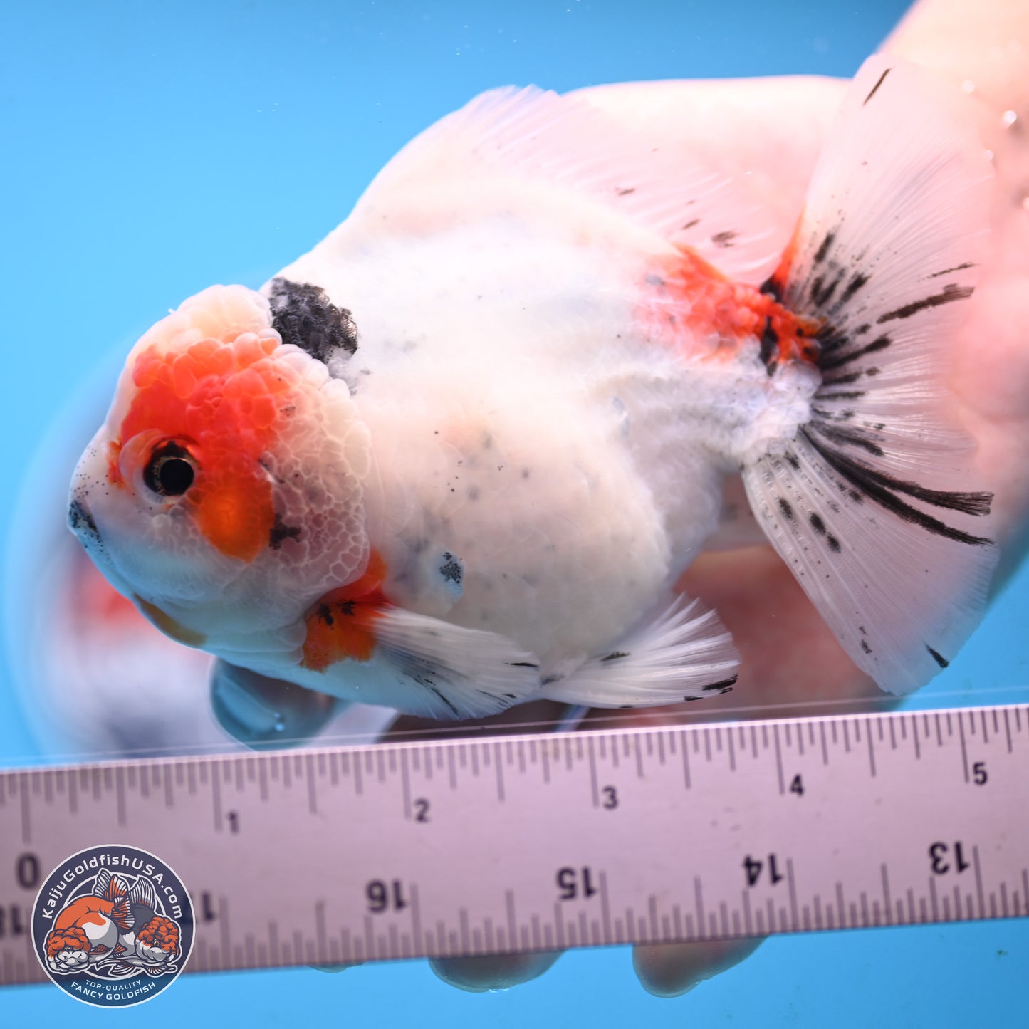 Tricolor Sakura Oranda 4.5 inches Body - Male (250117_OR02) - Kaiju Goldfish USA