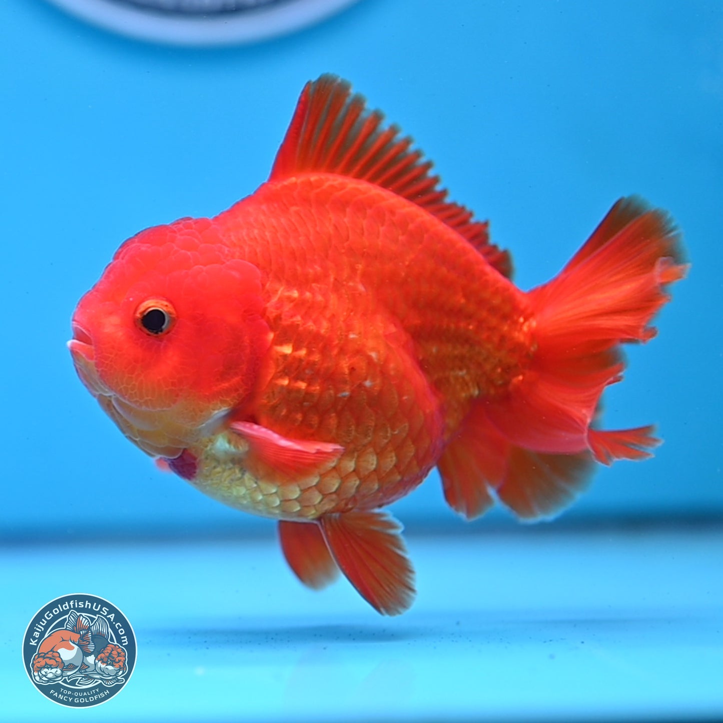 Classic Red YuanBao Oranda 4 inches Body - Male (250307_OR02)