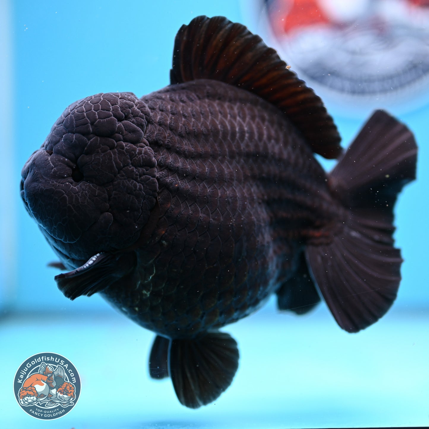 Jumbo Shogun Godzilla Jet Black Oranda 5in Body (240823_OR2) - Overnight shipping only - Kaiju Goldfish USA