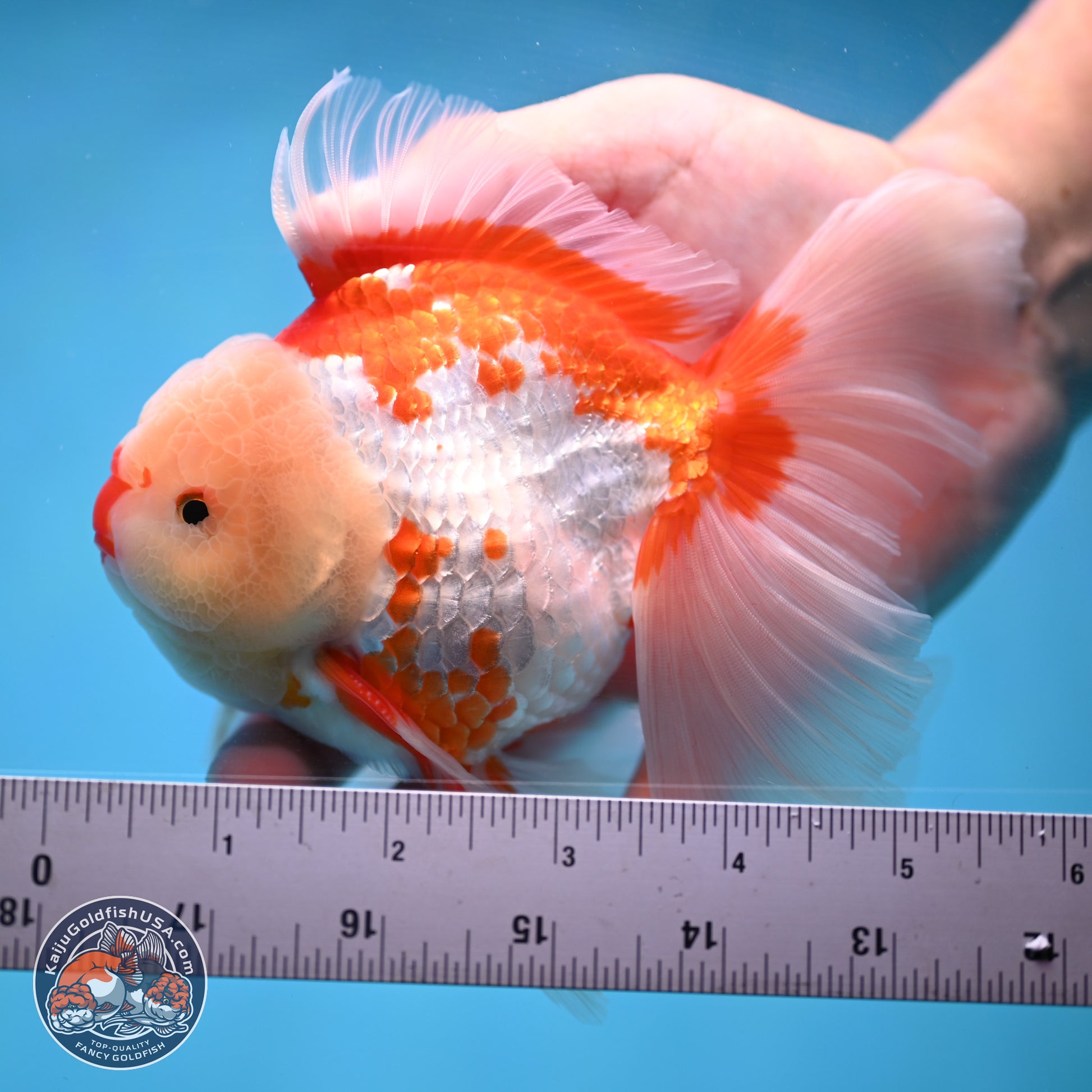 Red White Rose Tail Oranda 4-6 inches (240906_OR02) - Kaiju Goldfish USA