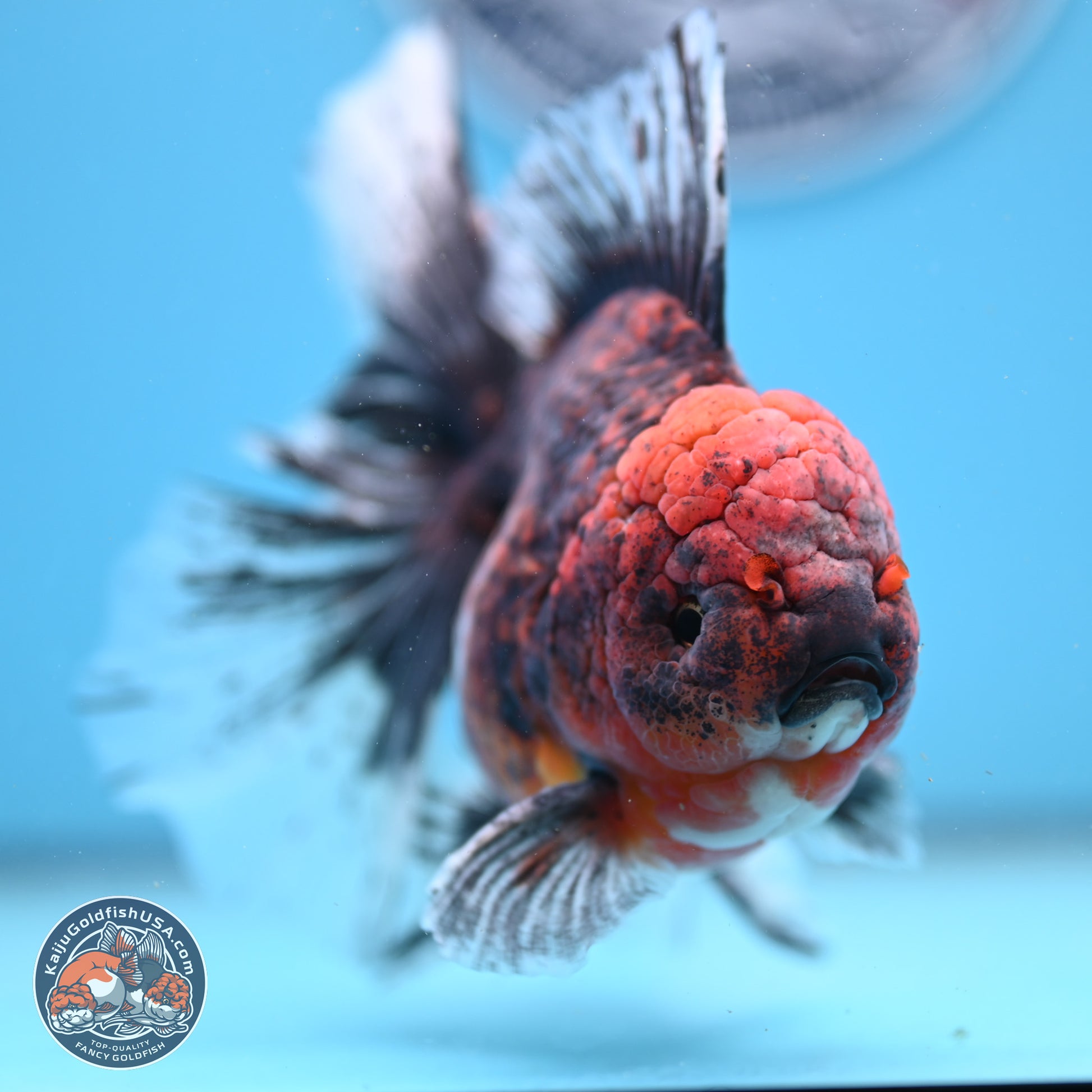 Red Kirin Rose Tail Oranda 6.5 inches - Male (241206_OR02) - Kaiju Goldfish USA