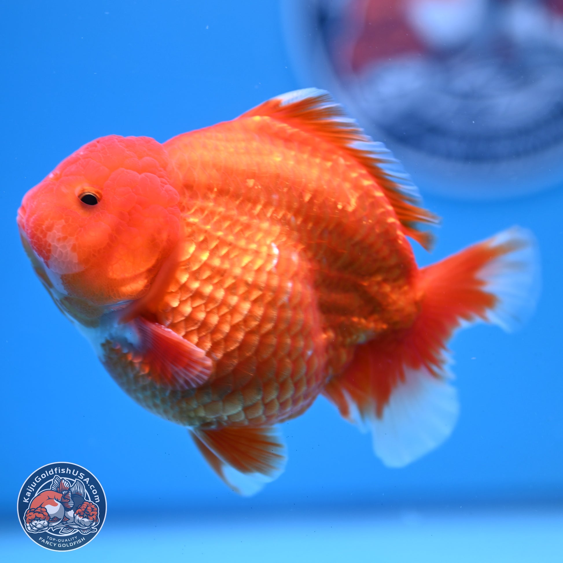 Classic Red YuanBao Oranda 4-5 inches (240920_OR02) - Kaiju Goldfish USA