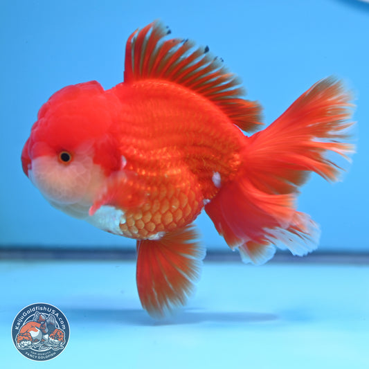 Red White Rose Tail Oranda 3.8 inches Body - Male (250314_OR02)