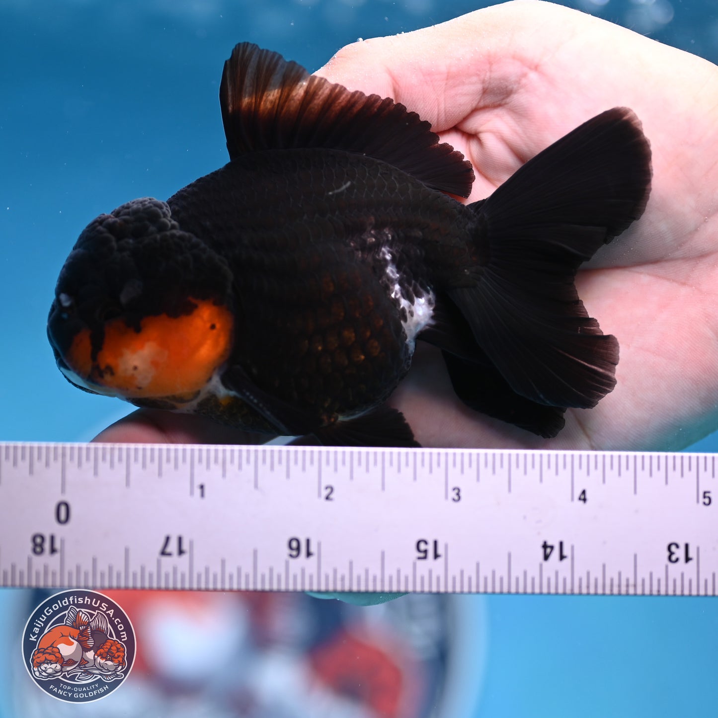 Tricolor Oranda 3.5in body (240809_OR02) - Kaiju Goldfish USA