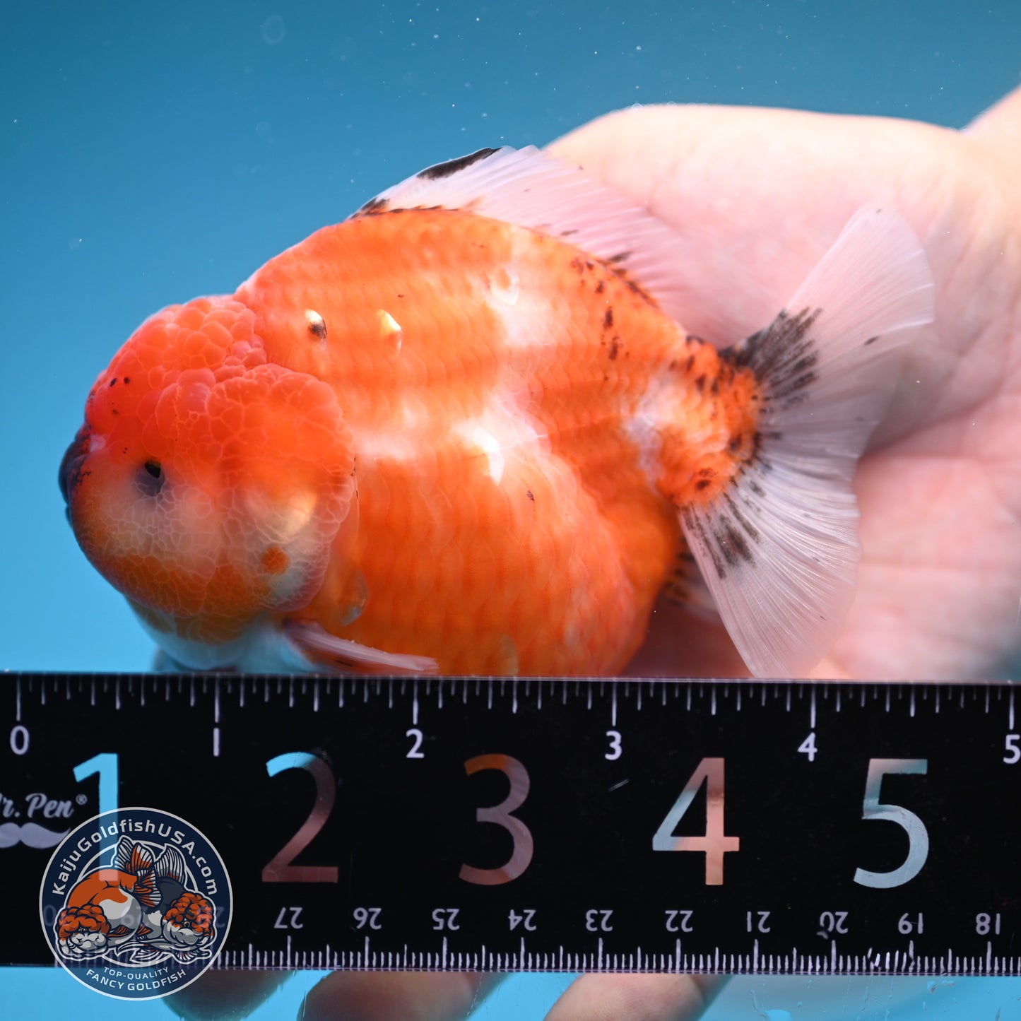 Shogun Tricolor Sakura Oranda 3.5 inches Body (250606_OR02)