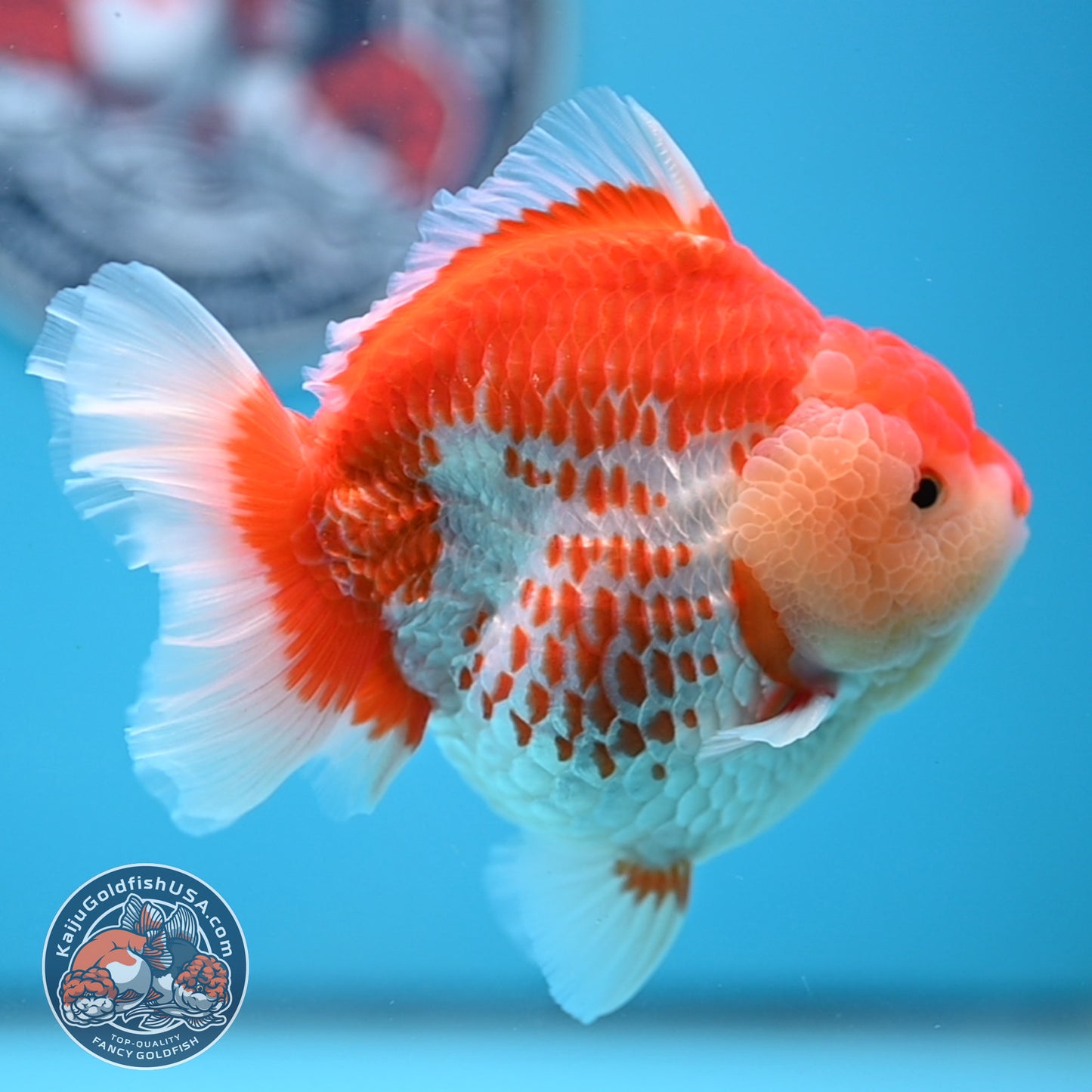 Deer Spot Red White Oranda 4 inches Body (250523_OR02)