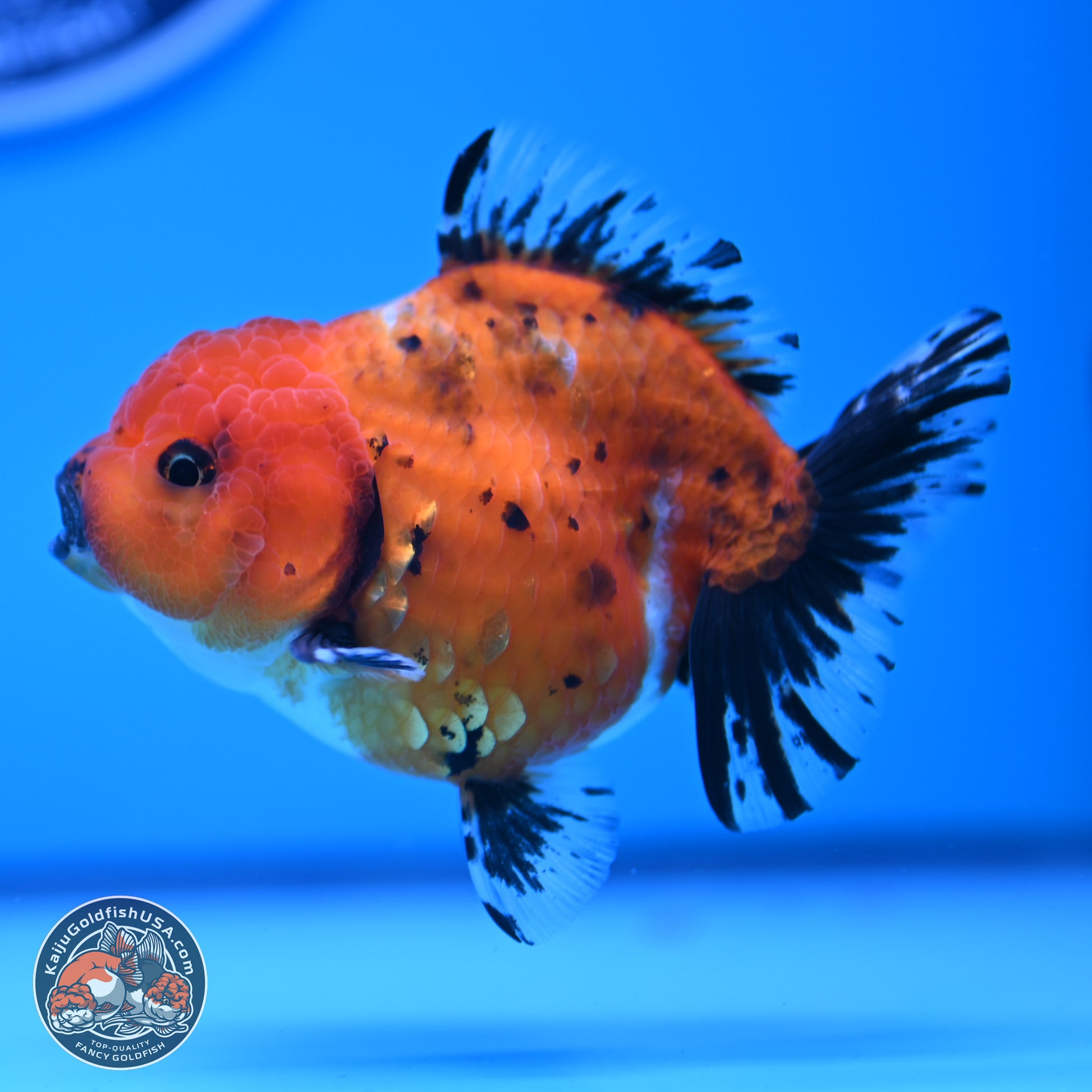 Shogun Tricolor Short Tail Oranda 3.5in Body (240816_OR02) - Kaiju Goldfish USA