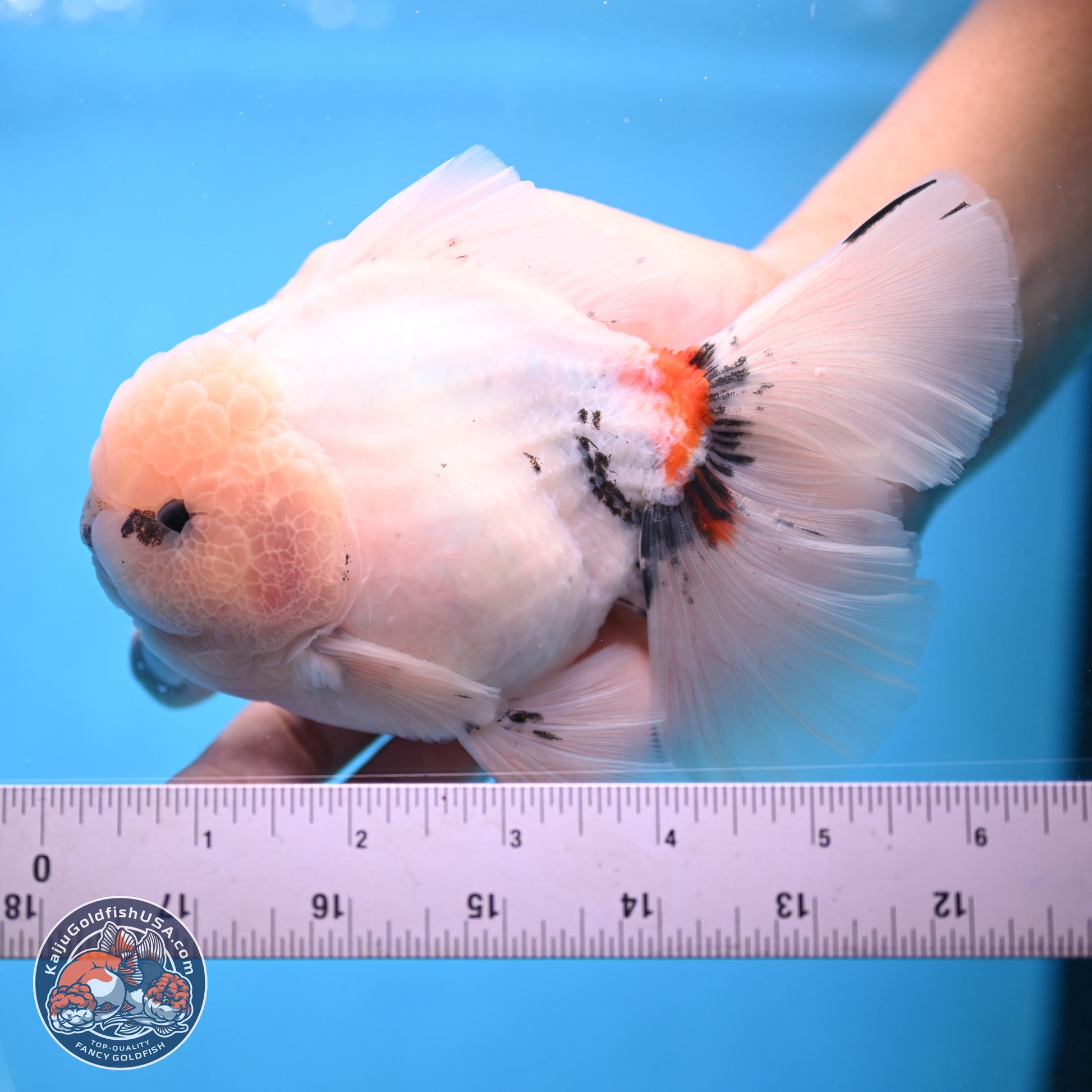 Calico Rose Tail Oranda 6 inches - Male (241115_OR02) - Kaiju Goldfish USA