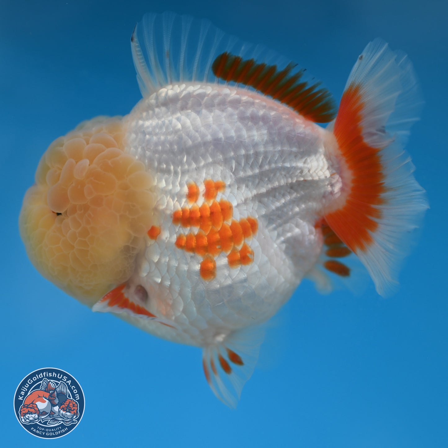 Jade Head Red White YuanBao Oranda 3.75 inches Body - Male (250131_OR02)