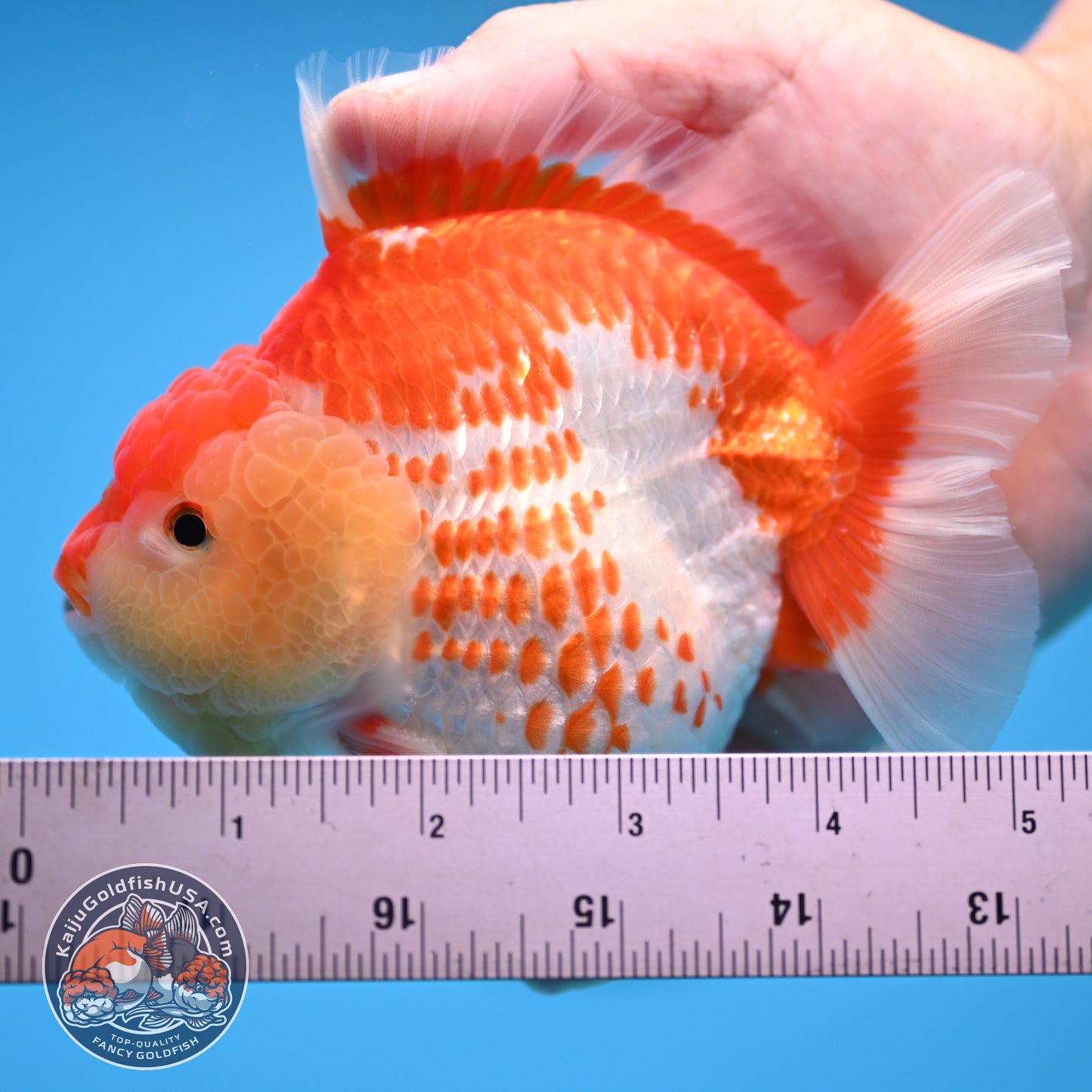 Deer Spot Red White Oranda 4 inches Body (250523_OR02)