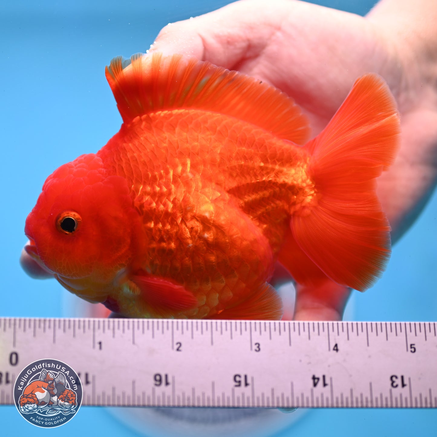 Classic Red YuanBao Oranda 4 inches Body - Male (250307_OR02)