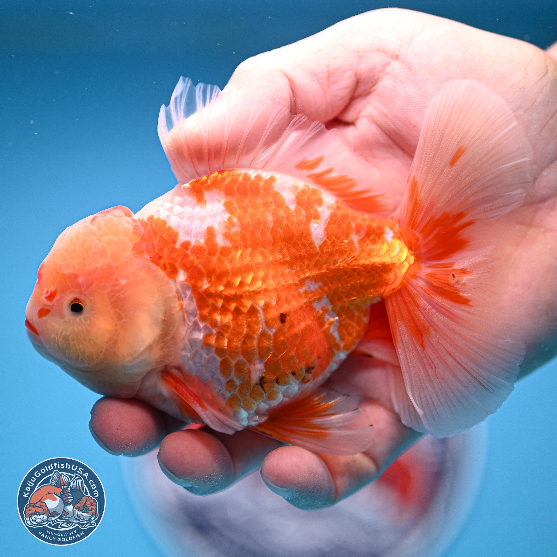 Red White Rose Tail Oranda 5 inches - Male (241129_OR02) - Kaiju Goldfish USA