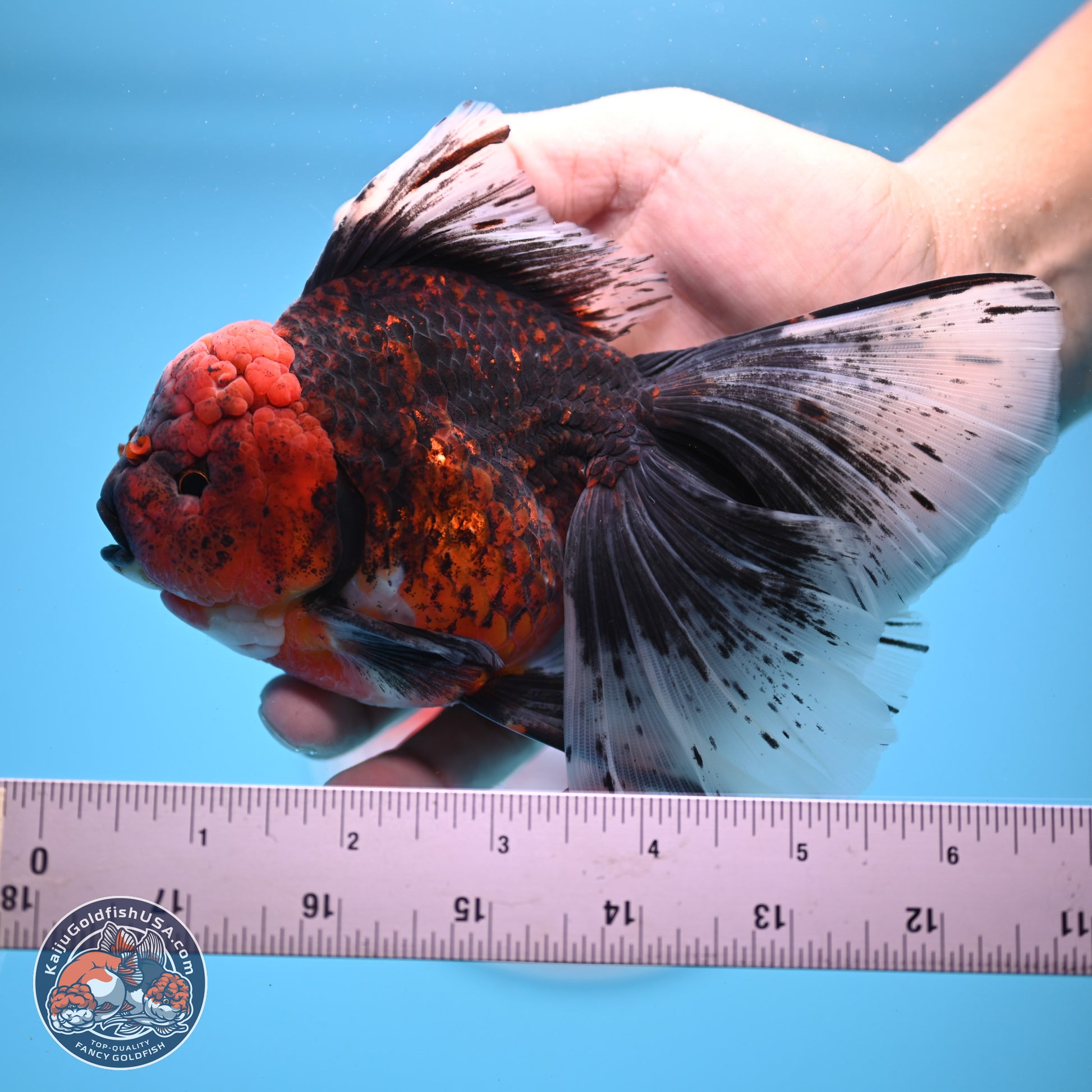 Red Kirin Rose Tail Oranda 6.5 inches - Male (241206_OR02) - Kaiju Goldfish USA