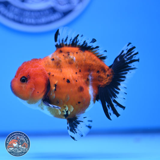 Shogun Tricolor Short Tail Oranda 3.5in Body (240816_OR02) - Kaiju Goldfish USA