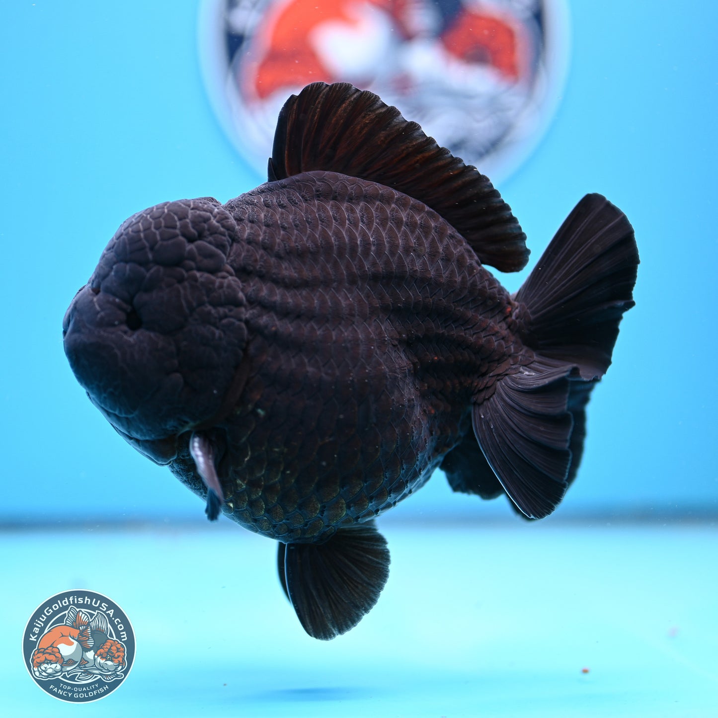 Jumbo Shogun Godzilla Jet Black Oranda 5in Body (240823_OR2) - Overnight shipping only - Kaiju Goldfish USA