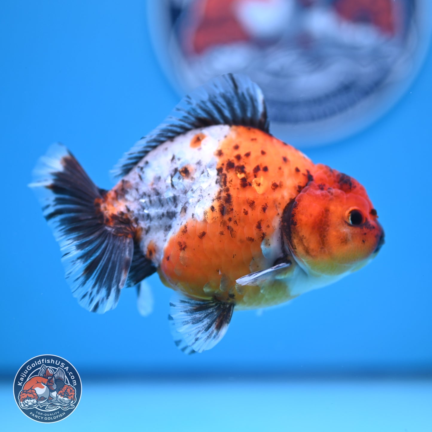 Shogun Calico Oranda 3.5-4.5 in (241011_OR02) - Kaiju Goldfish USA