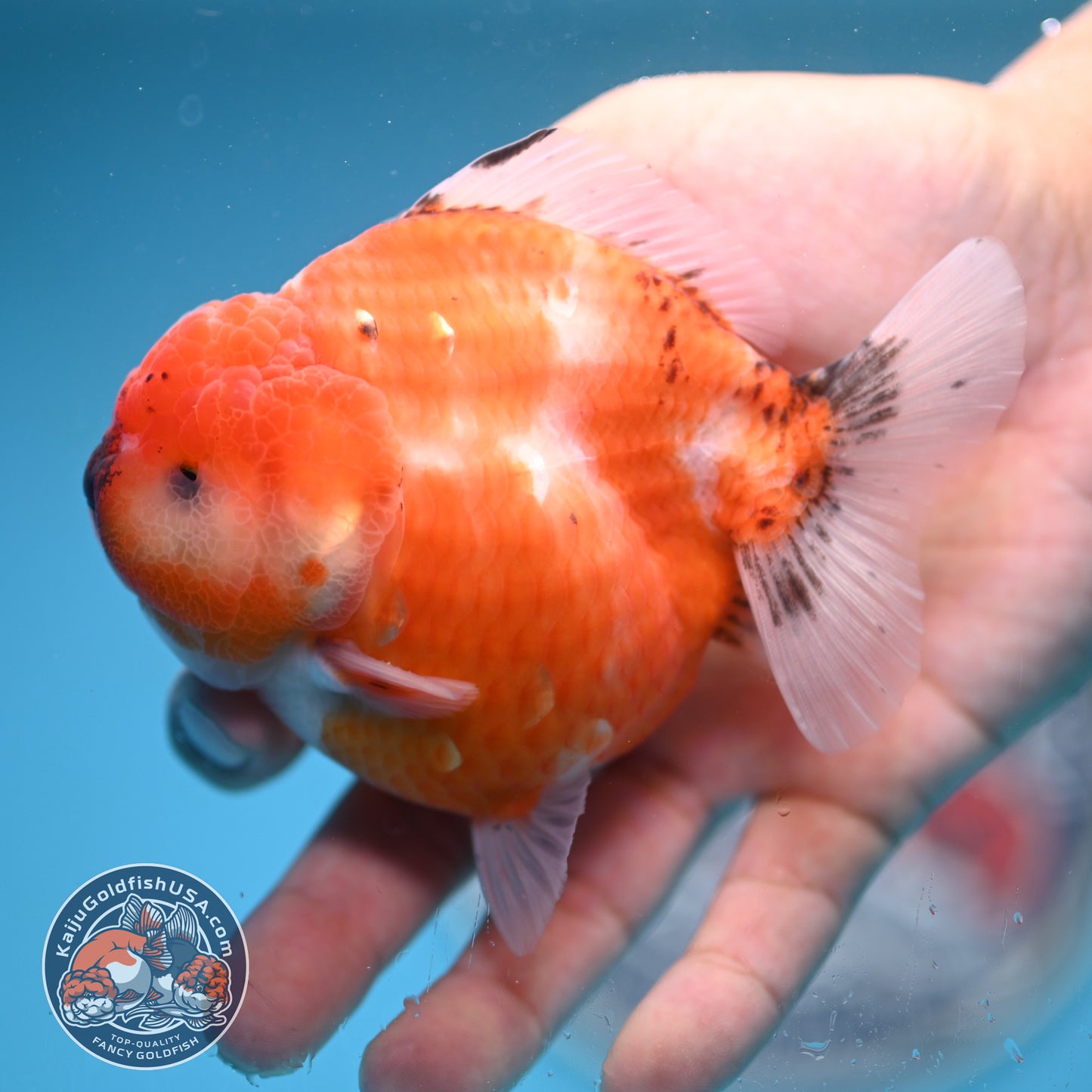 Shogun Tricolor Sakura Oranda 3.5 inches Body (250606_OR02)