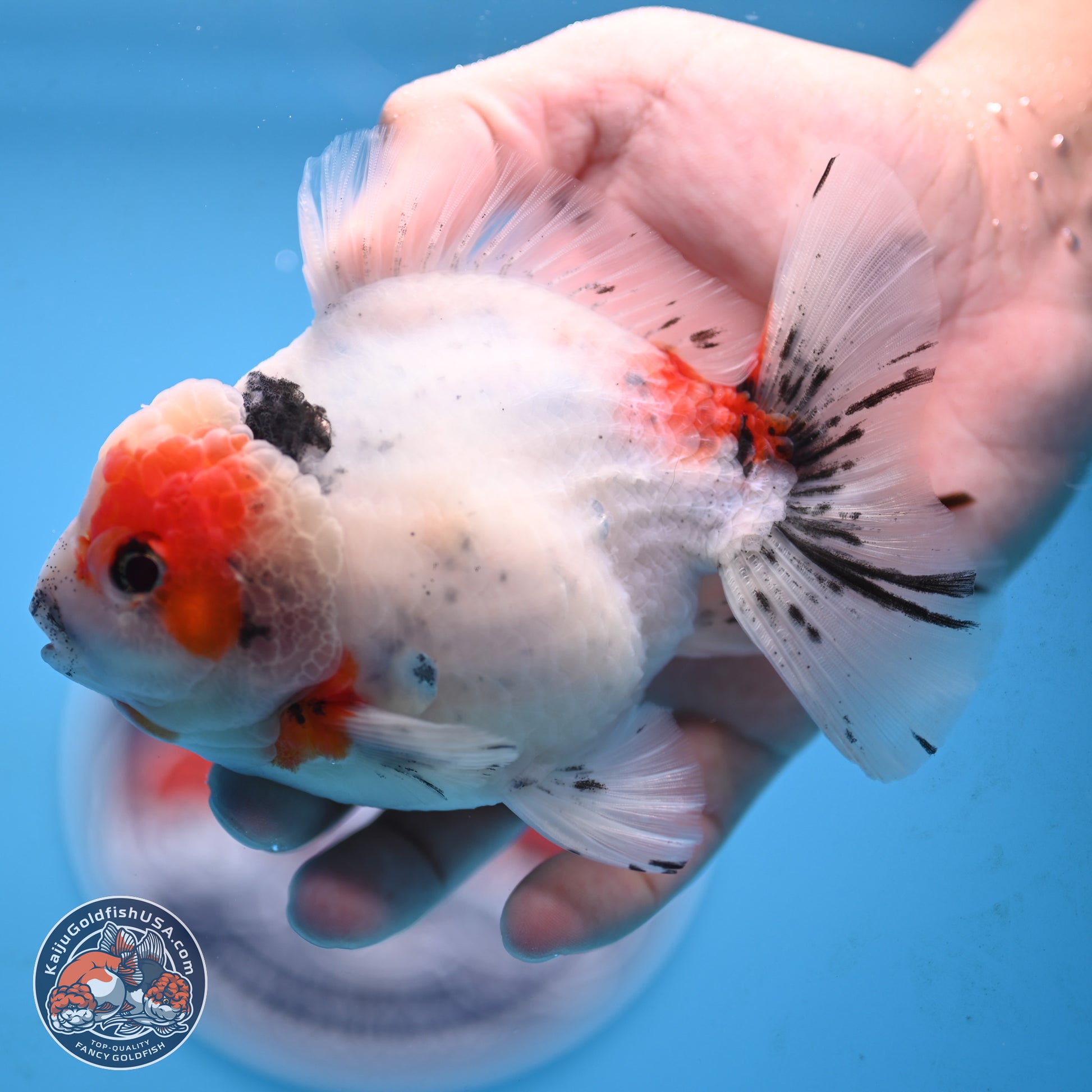 Tricolor Sakura Oranda 4.5 inches Body - Male (250117_OR02) - Kaiju Goldfish USA