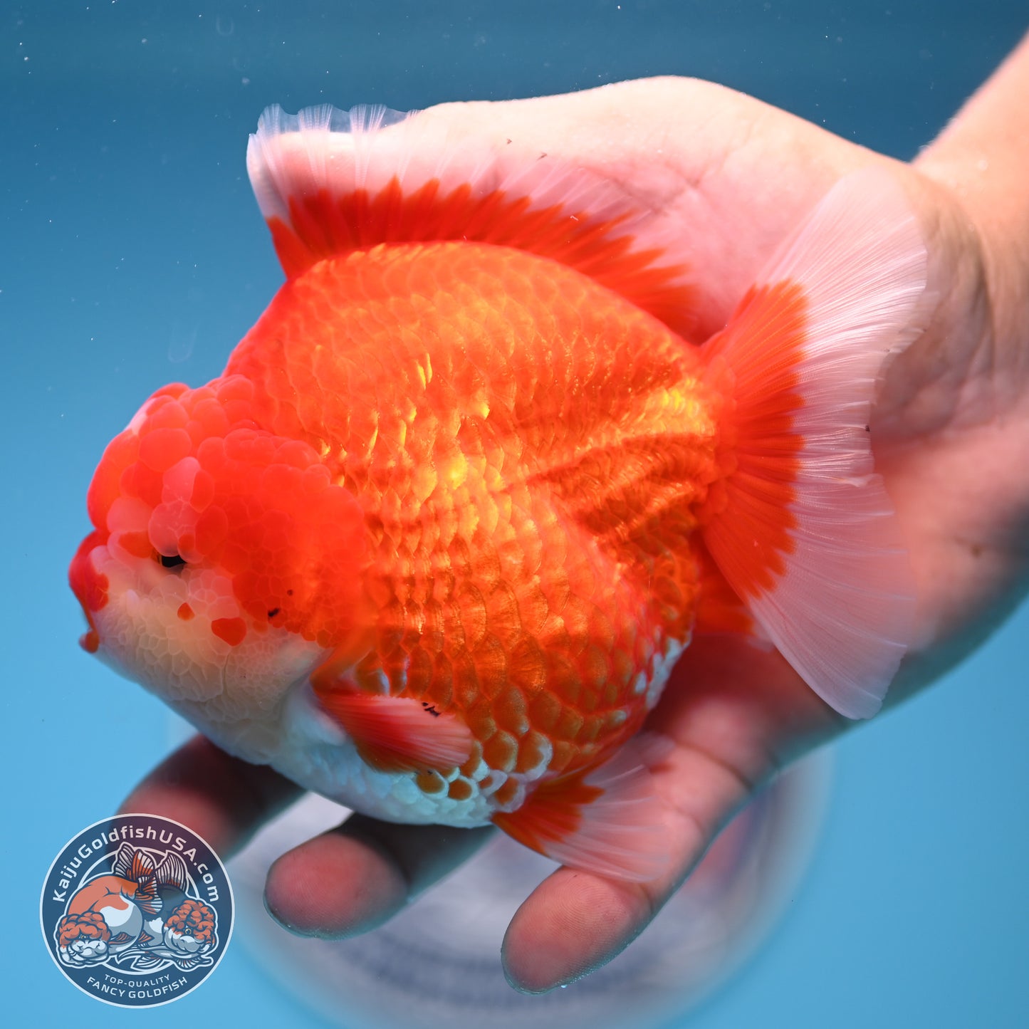 Red White Oranda 3.8 inches Body (250530_OR02)