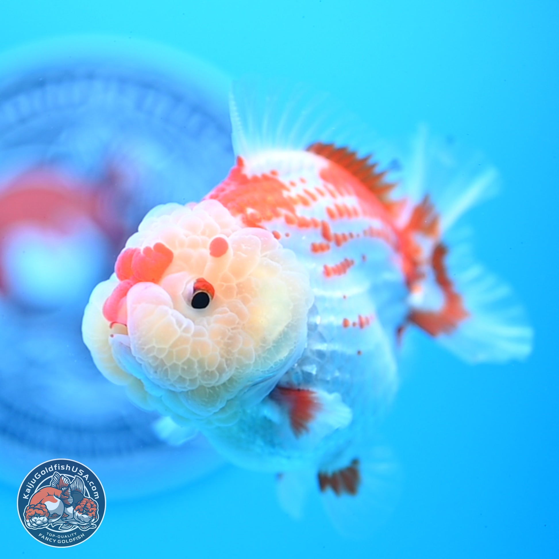 Deer Spot Red White YuanBao Oranda 3.25 inches Body - Male (241227_OR02) - Kaiju Goldfish USA