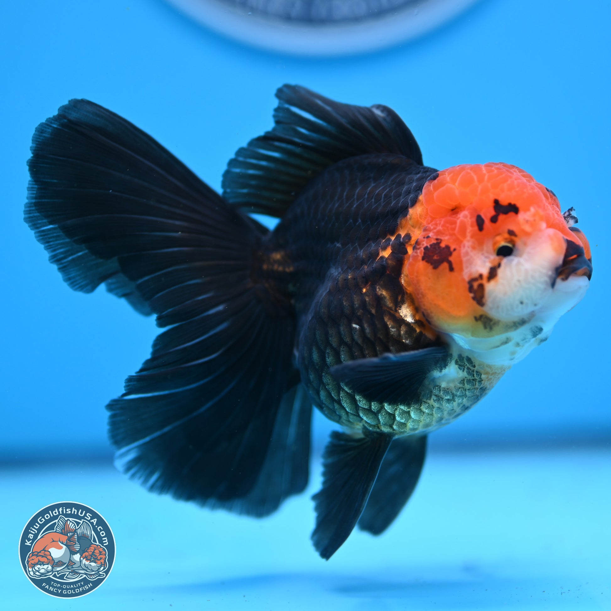 Apache Rose Tail Oranda 3.25in Body (240830_OR02) - Kaiju Goldfish USA