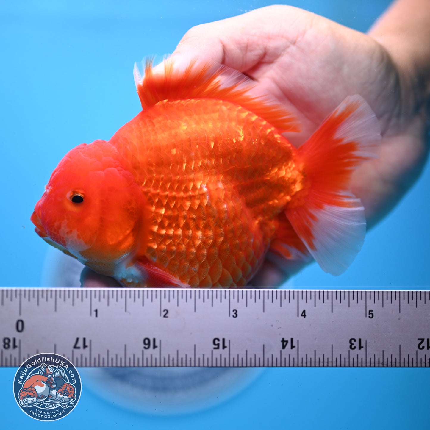 Classic Red YuanBao Oranda 4-5 inches (240920_OR02) - Kaiju Goldfish USA