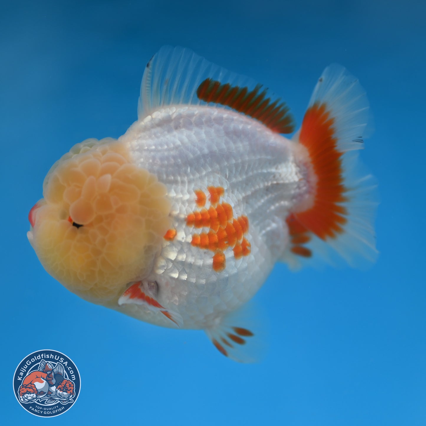 Jade Head Red White YuanBao Oranda 3.75 inches Body - Male (250131_OR02)