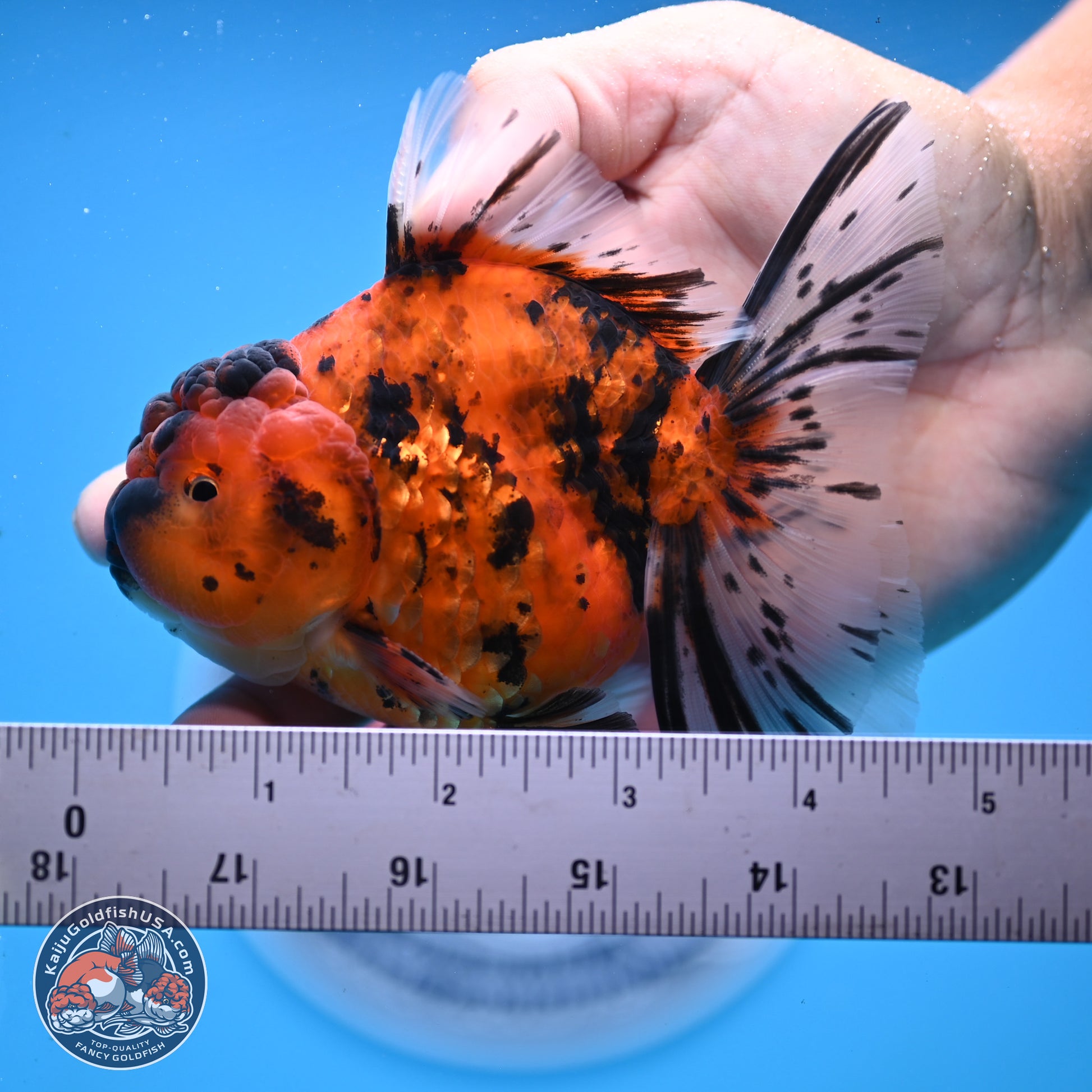 Shogun Tiger Rose Tail Oranda 3.5in Body (240802_OR02) - Kaiju Goldfish USA