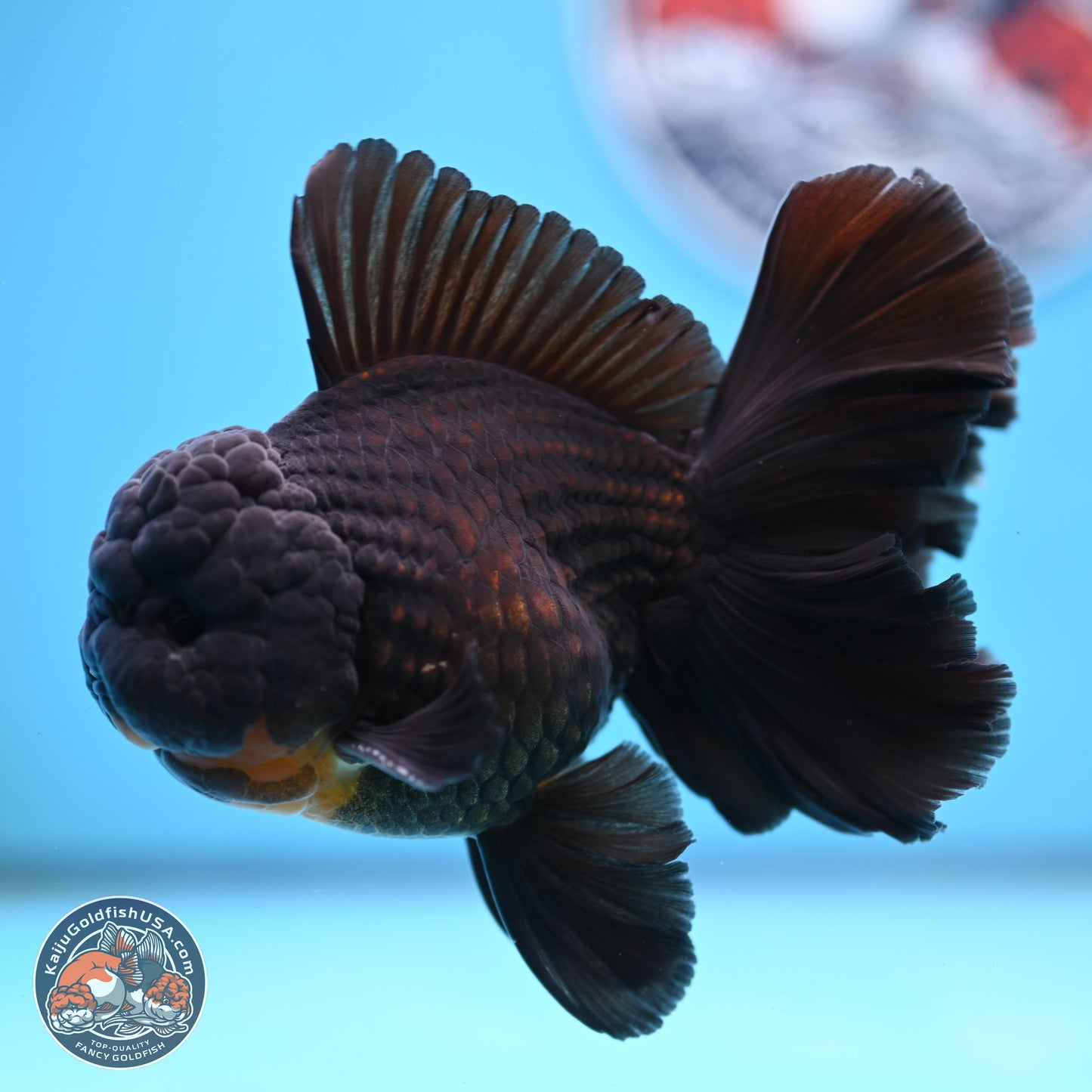 Black Orchid Tail Oranda 3.5 inches Body - Male (250228_OR02)