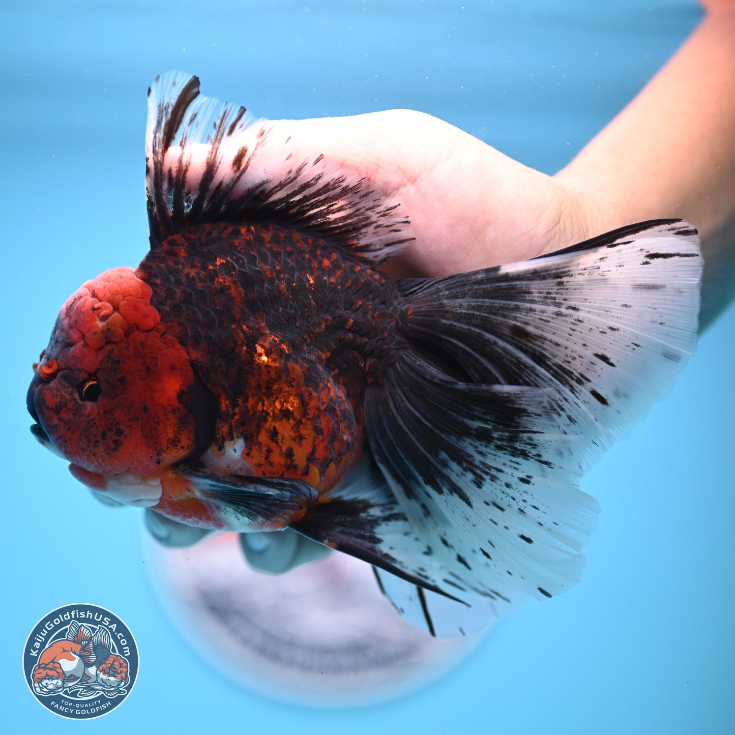 Red Kirin Rose Tail Oranda 6.5 inches - Male (241206_OR02) - Kaiju Goldfish USA