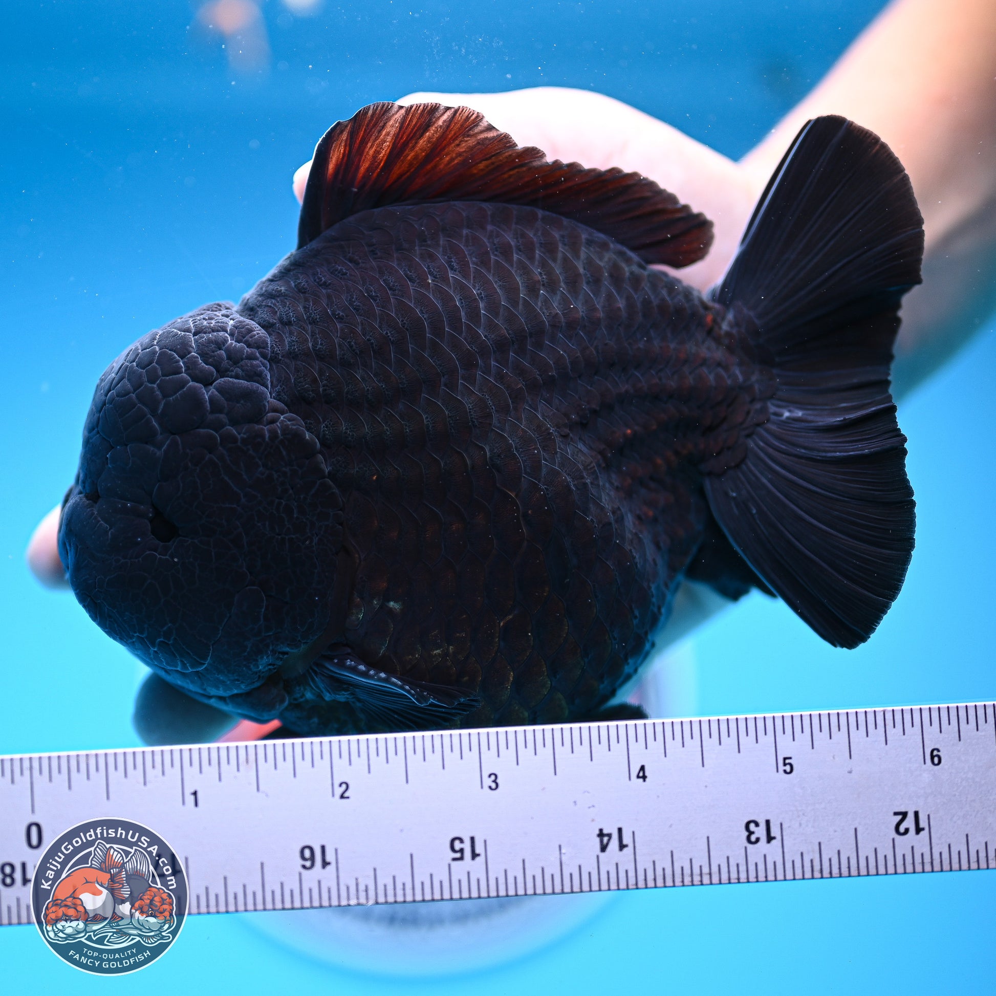 Jumbo Shogun Godzilla Jet Black Oranda 5in Body (240823_OR2) - Overnight shipping only - Kaiju Goldfish USA