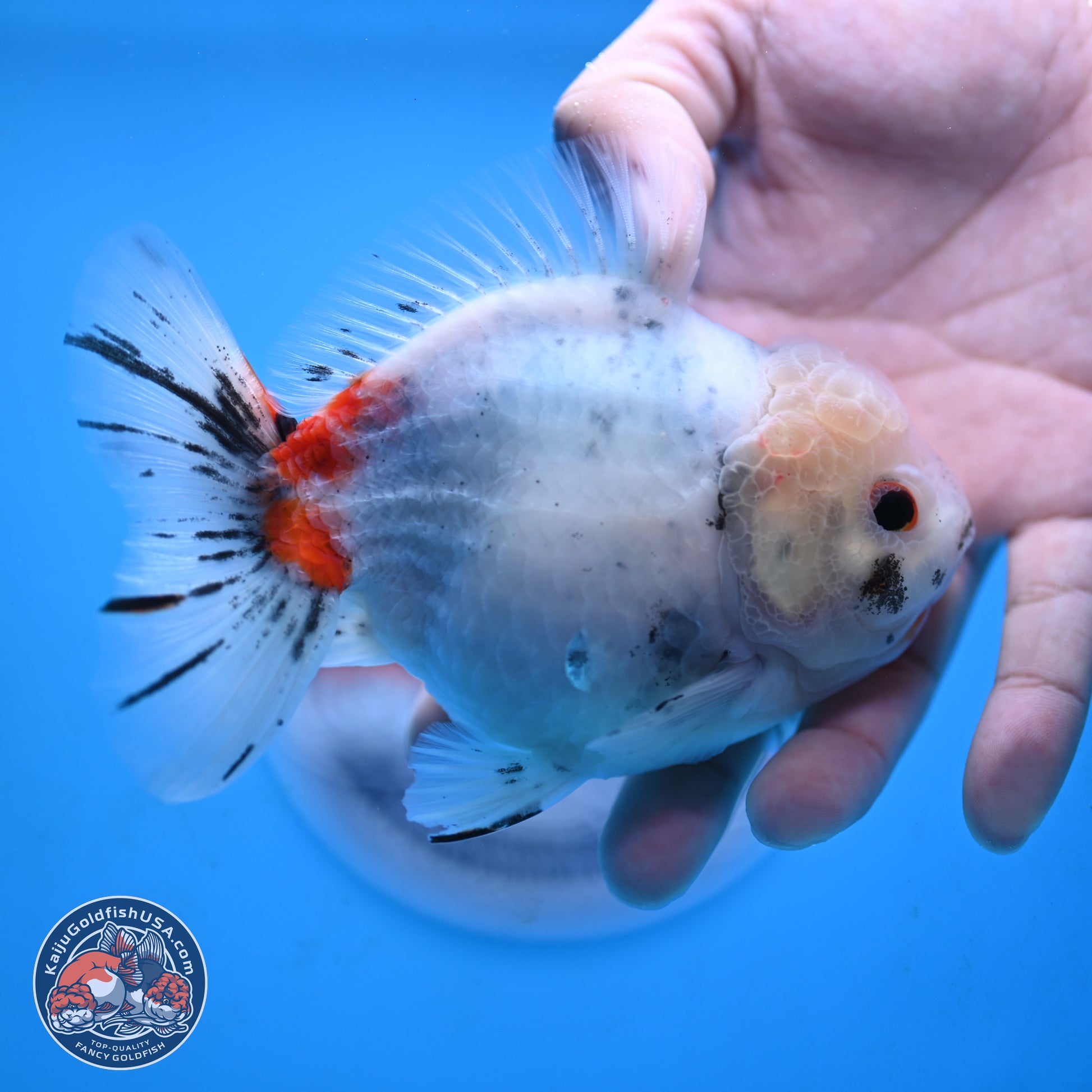 Tricolor Sakura Oranda 4.5 inches Body - Male (250117_OR02) - Kaiju Goldfish USA