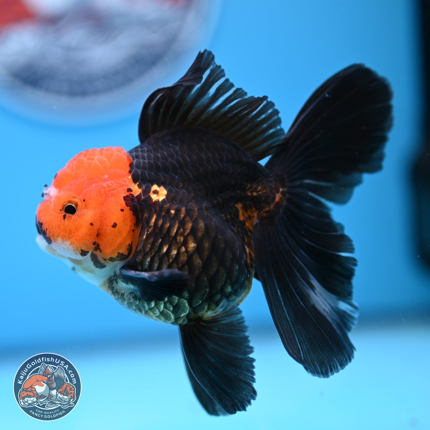 Apache Rose Tail Oranda 3.25in Body (240830_OR02) - Kaiju Goldfish USA