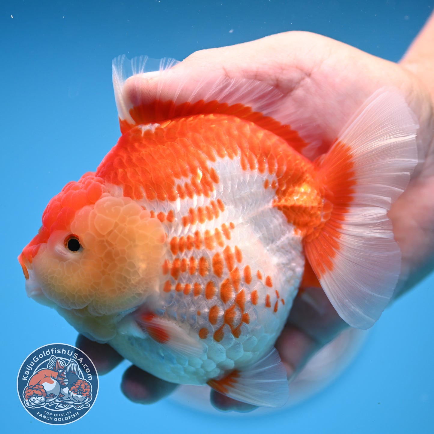 Deer Spot Red White Oranda 4 inches Body (250523_OR02)