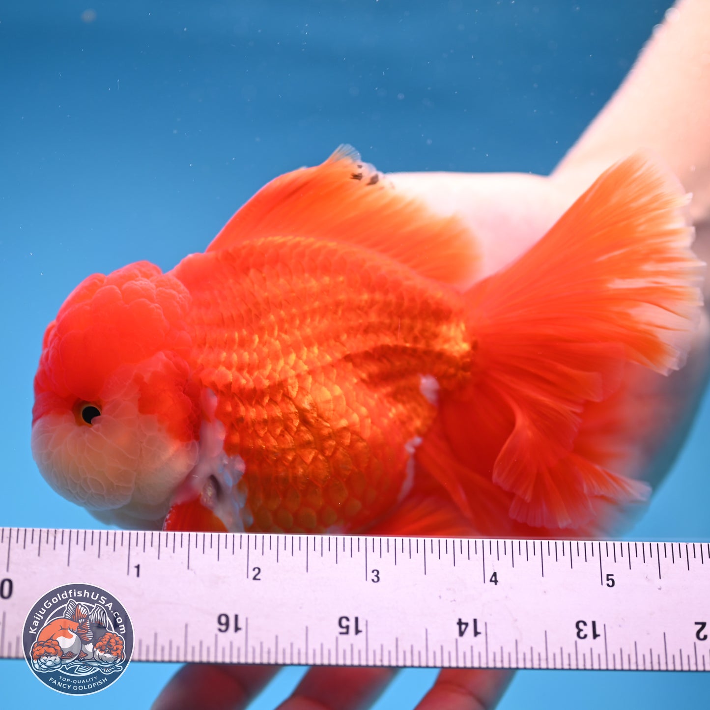 Red White Rose Tail Oranda 3.8 inches Body - Male (250314_OR02)