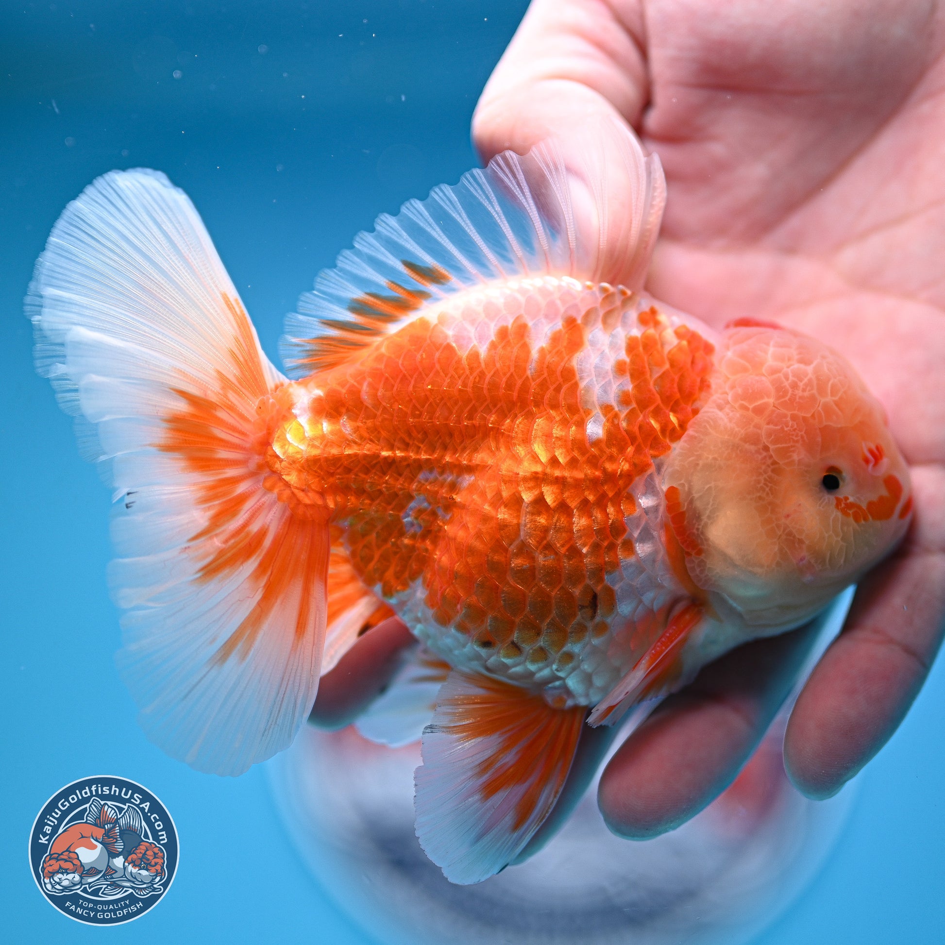 Red White Rose Tail Oranda 5 inches - Male (241129_OR02) - Kaiju Goldfish USA