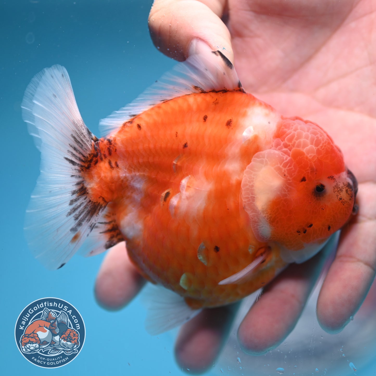 Shogun Tricolor Sakura Oranda 3.5 inches Body (250606_OR02)