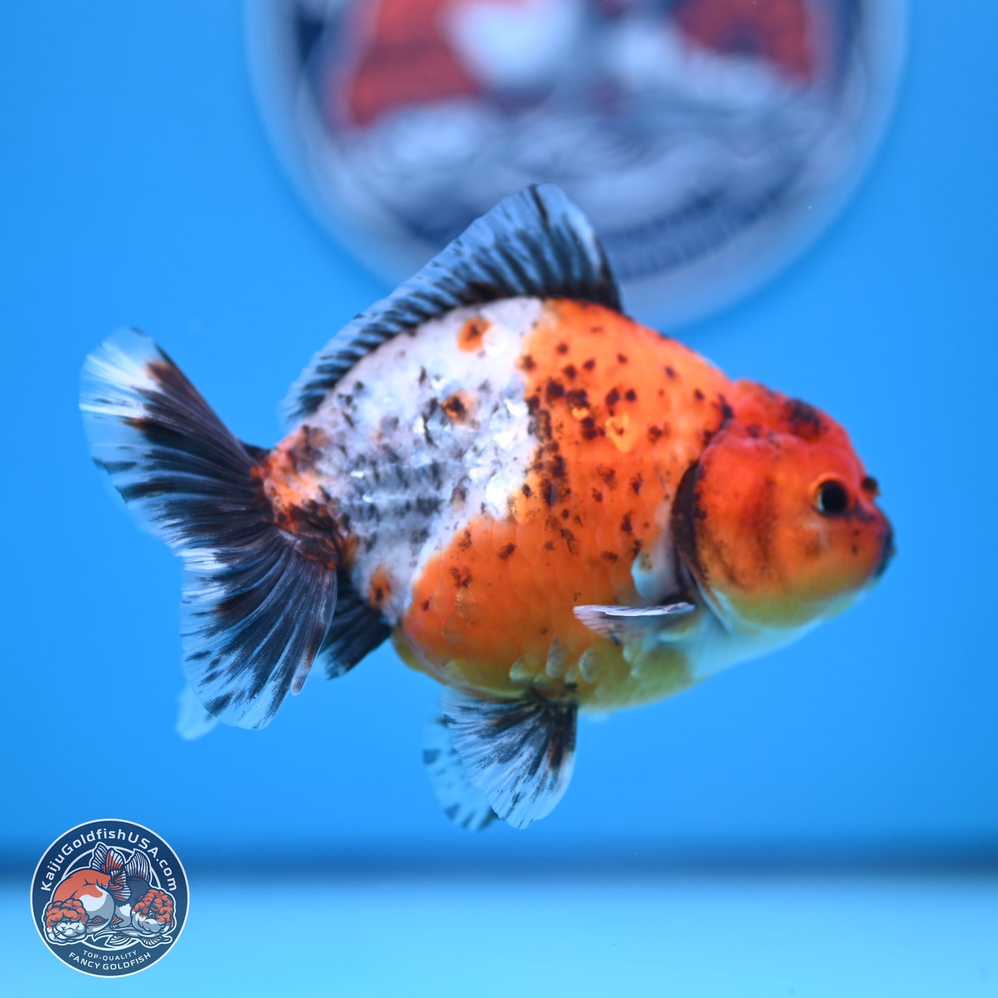 Shogun Calico Oranda 3.5-4.5 in (241011_OR02) - Kaiju Goldfish USA