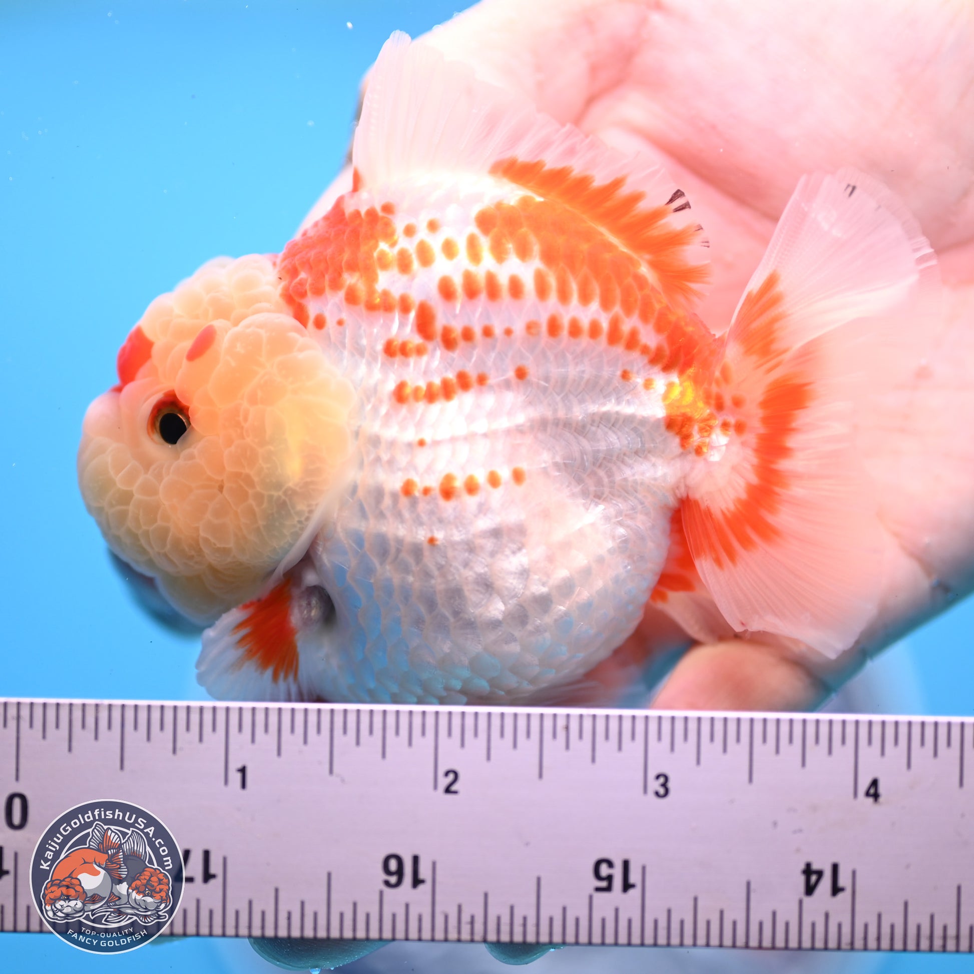 Deer Spot Red White YuanBao Oranda 3.25 inches Body - Male (241227_OR02) - Kaiju Goldfish USA