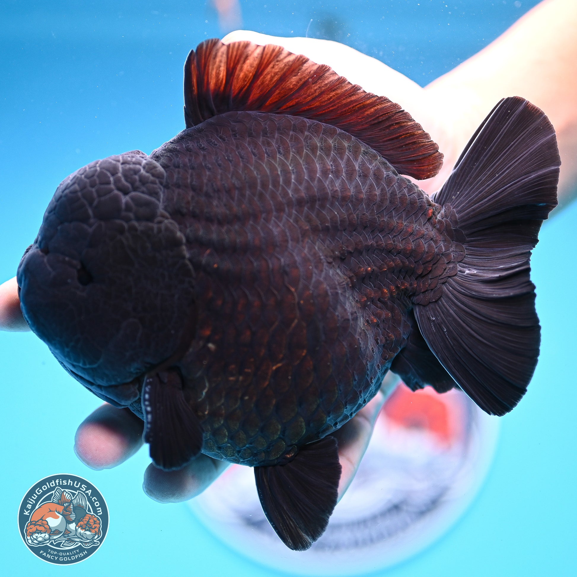 Jumbo Shogun Godzilla Jet Black Oranda 5in Body (240823_OR2) - Overnight shipping only - Kaiju Goldfish USA