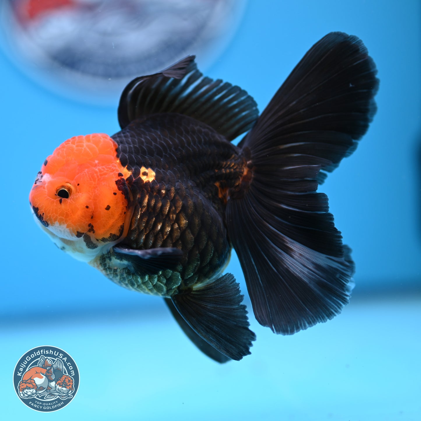 Apache Rose Tail Oranda 3.25in Body (240830_OR02) - Kaiju Goldfish USA