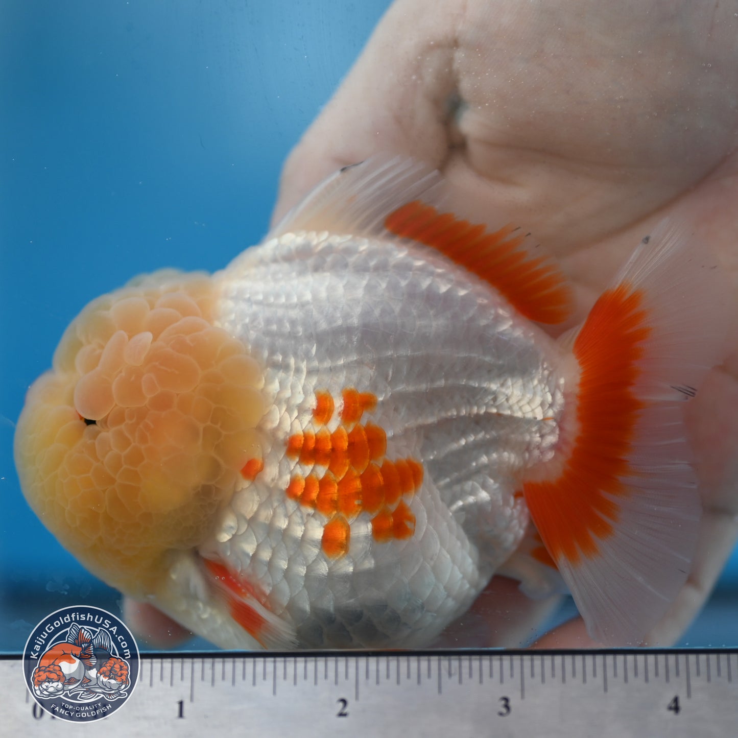 Jade Head Red White YuanBao Oranda 3.75 inches Body - Male (250131_OR02)