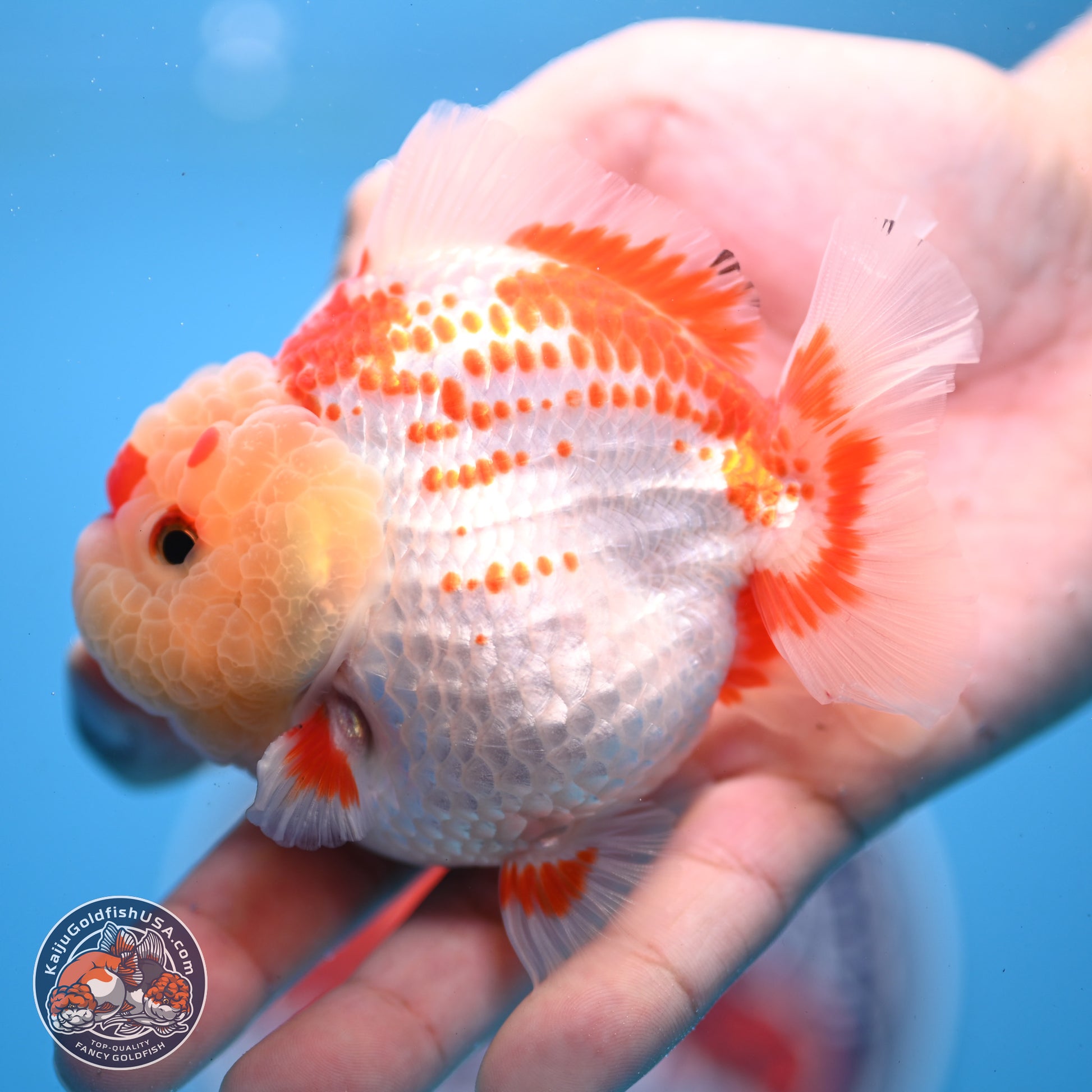 Deer Spot Red White YuanBao Oranda 3.25 inches Body - Male (241227_OR02) - Kaiju Goldfish USA