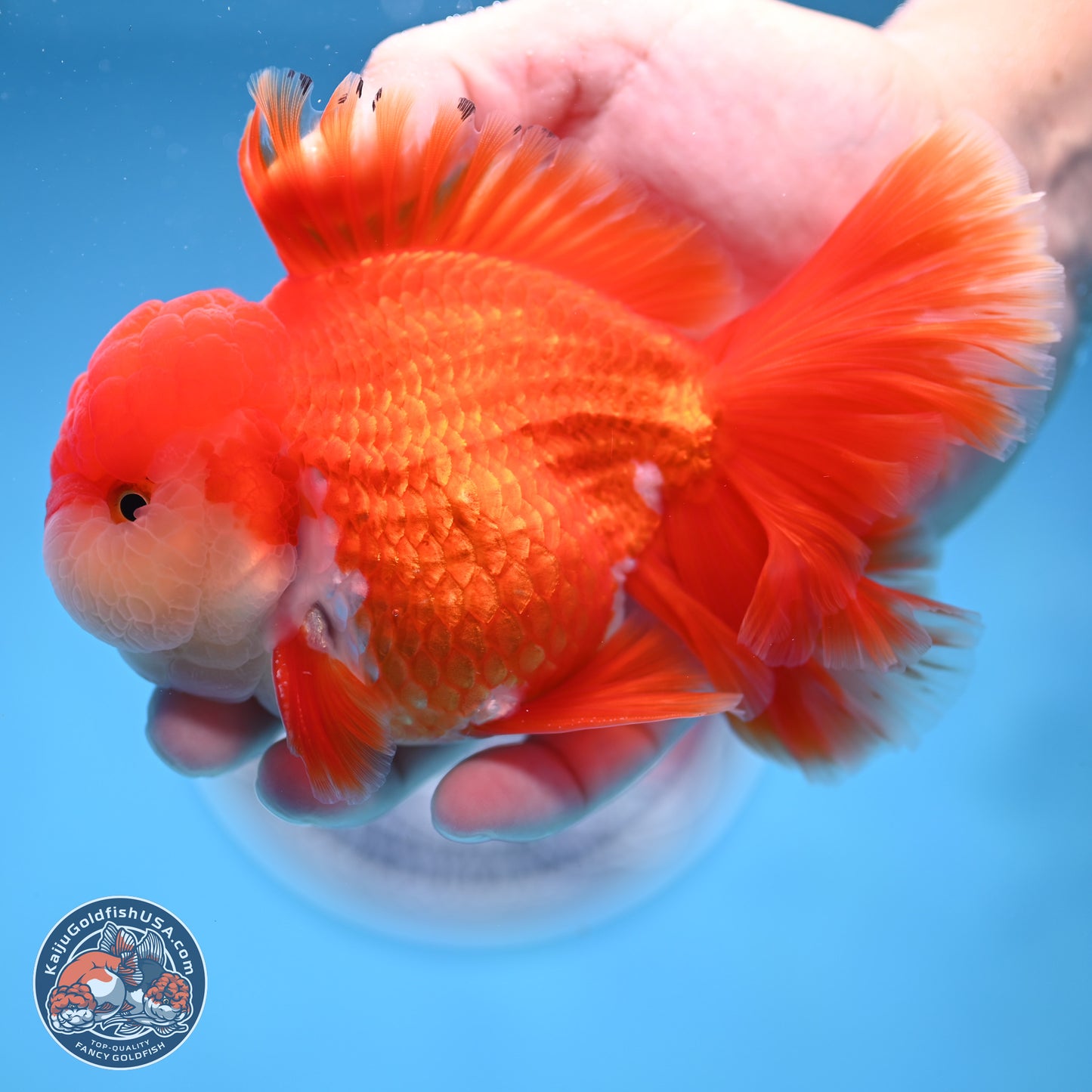 Red White Rose Tail Oranda 3.8 inches Body - Male (250314_OR02)