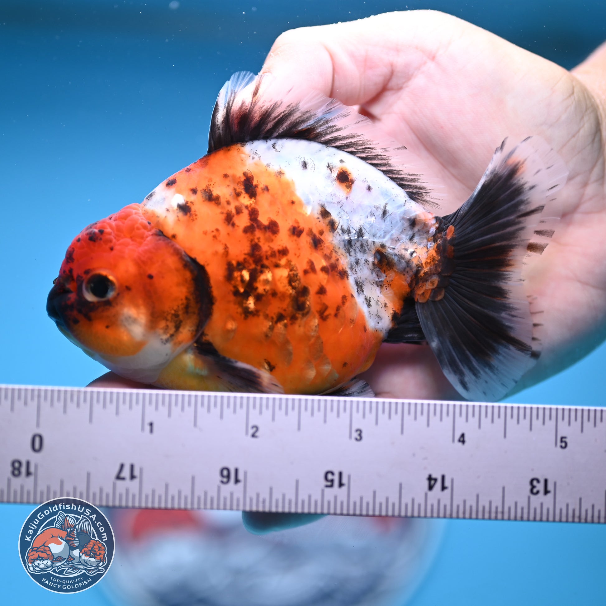 Shogun Calico Oranda 3.5-4.5 in (241011_OR02) - Kaiju Goldfish USA