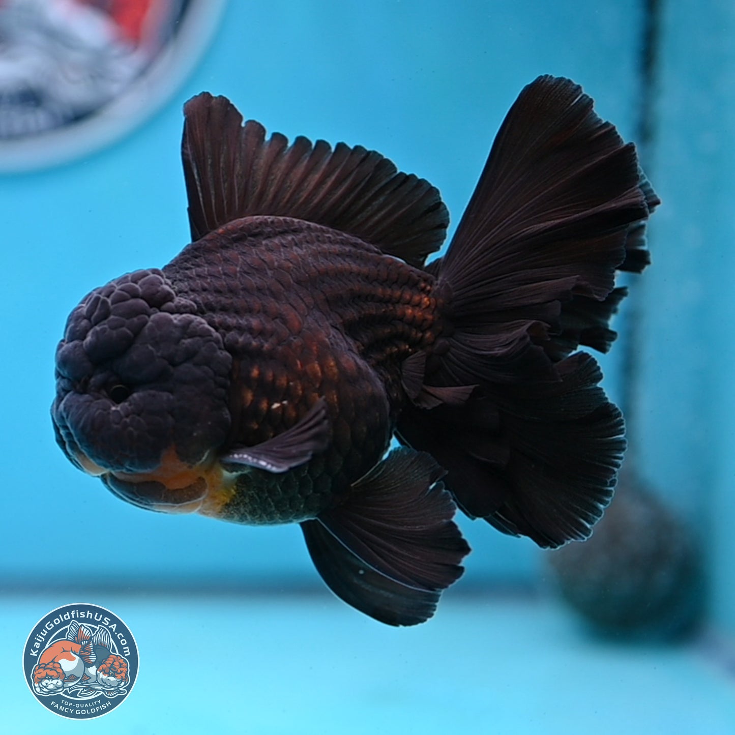 Black Orchid Tail Oranda 3.5 inches Body - Male (250228_OR02)