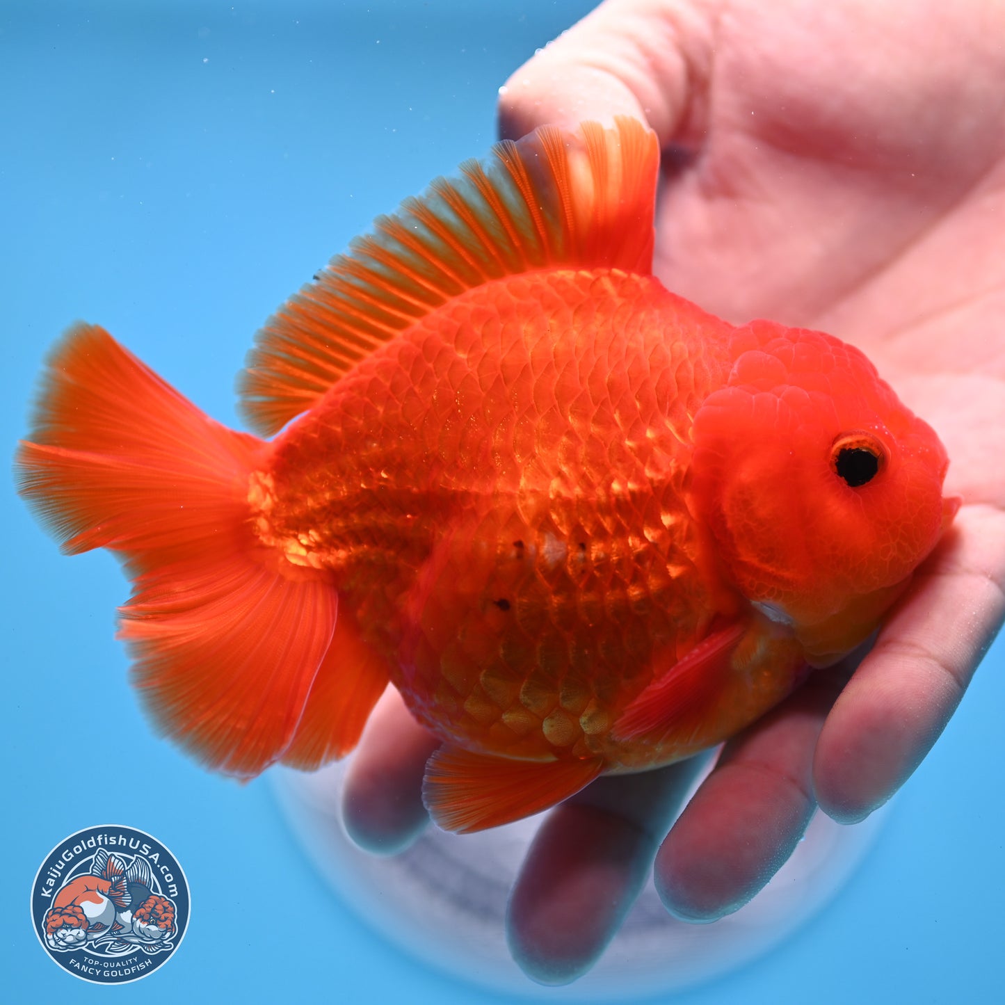 Classic Red YuanBao Oranda 4 inches Body - Male (250307_OR02)