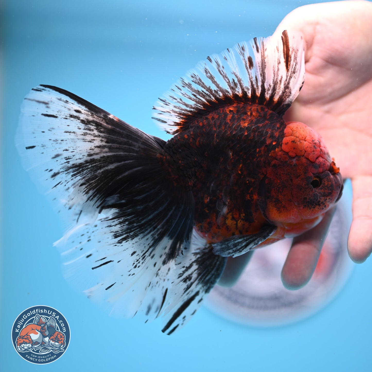 Red Kirin Rose Tail Oranda 6.5 inches - Male (241206_OR02) - Kaiju Goldfish USA