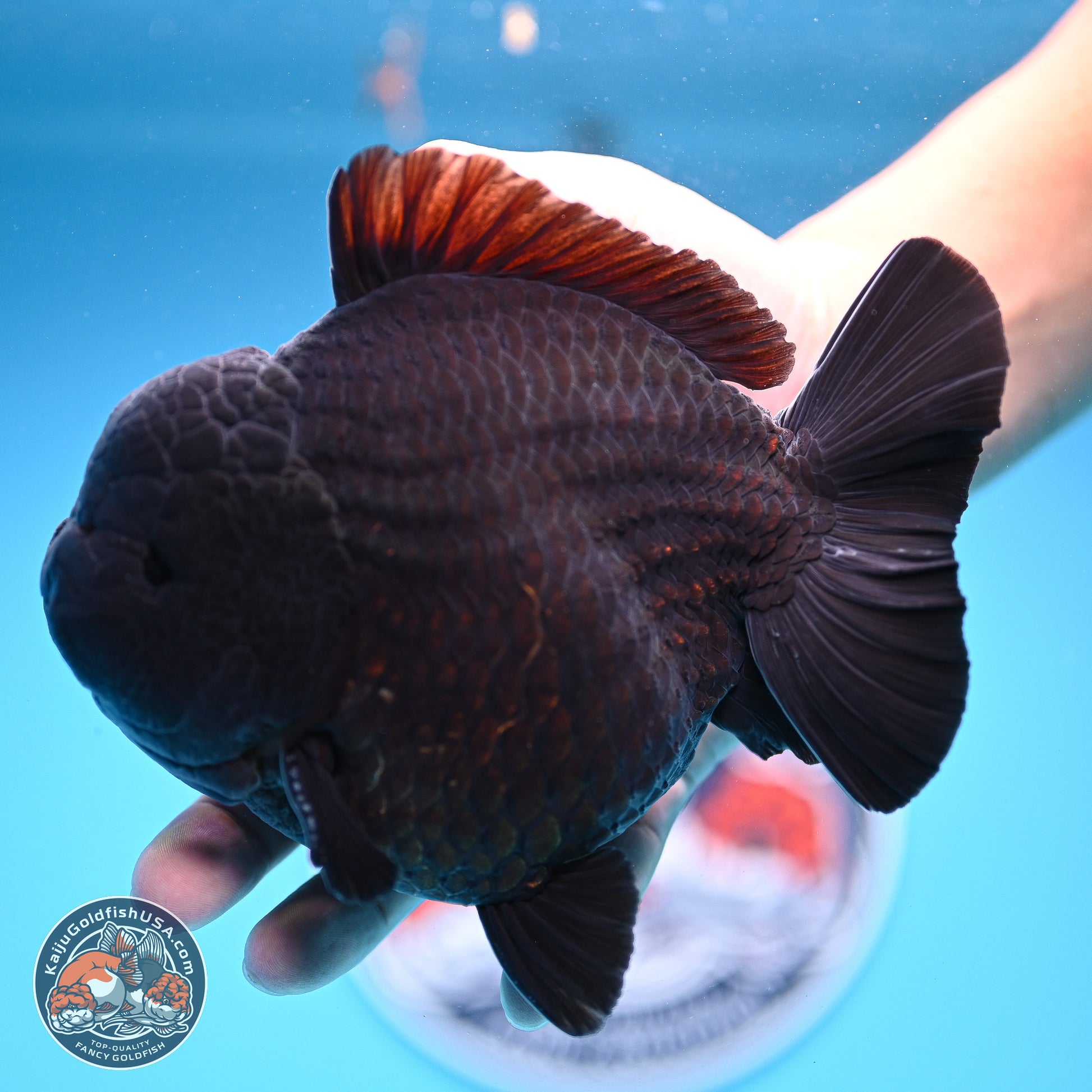 Jumbo Shogun Godzilla Jet Black Oranda 5in Body (240823_OR2) - Overnight shipping only - Kaiju Goldfish USA