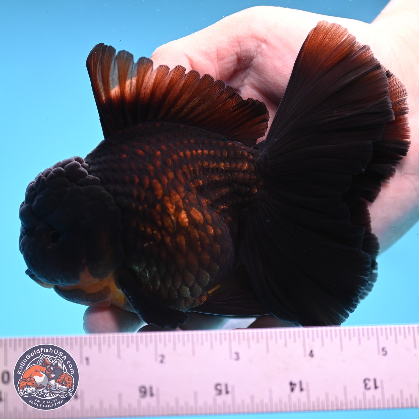 Black Orchid Tail Oranda 3.5 inches Body - Male (250228_OR02)